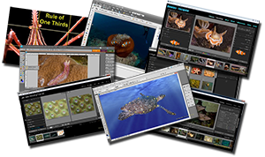 DVD Tutorials